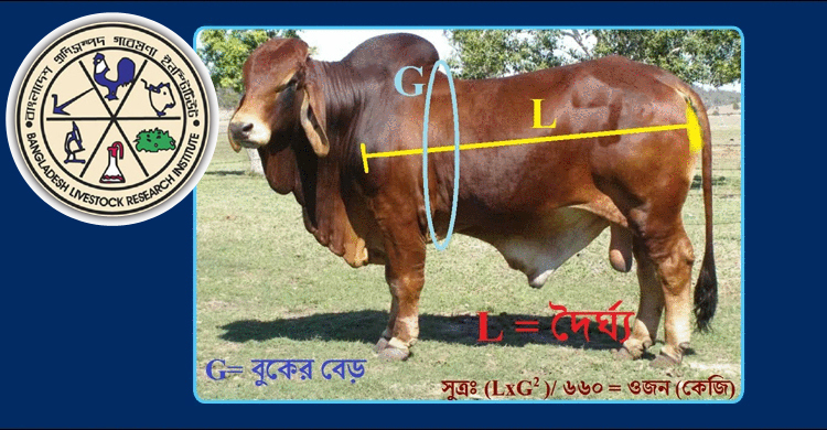 অ্যাপে মেপে গরু কিনছেন ক্রেতারা