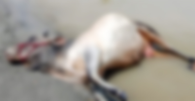 মুন্সিগঞ্জে বাল্কহেডের ধাক্কায় গরুবোঝাই ট্রলারডুবি