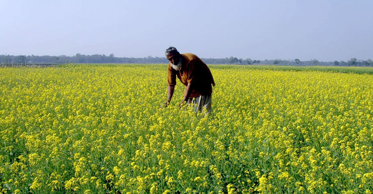 ফসলের মাঠে মাঠে হলুদের হাতছানি
