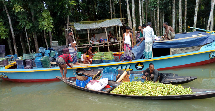 ১ মণ পেয়ারার দাম ৪শ টাকা, হতাশ চাষিরা