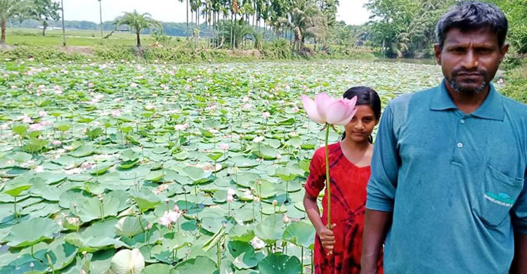 করোনায় ধুলিসাৎ পদ্মফুল চাষের স্বপ্ন