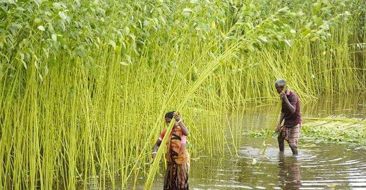 পাটে ‘সুখবর’ কৃষকের