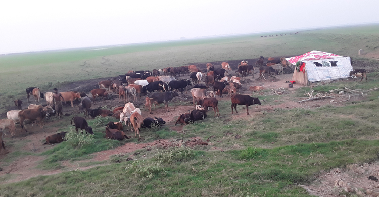 হাওরের চরে গরুর ‘বাথান’