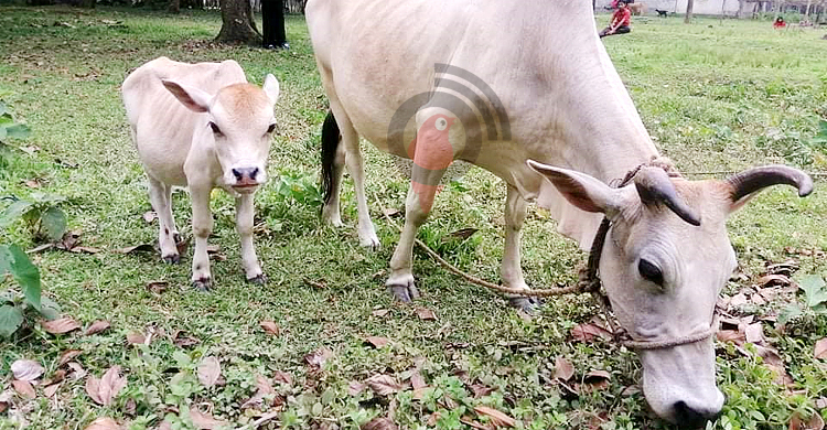 রানির পর টুনটুনি!