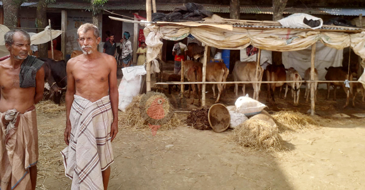 ‘ত্রাণের চালে আমাদেরই চলে না, গরুকে কী খাওয়াব?’