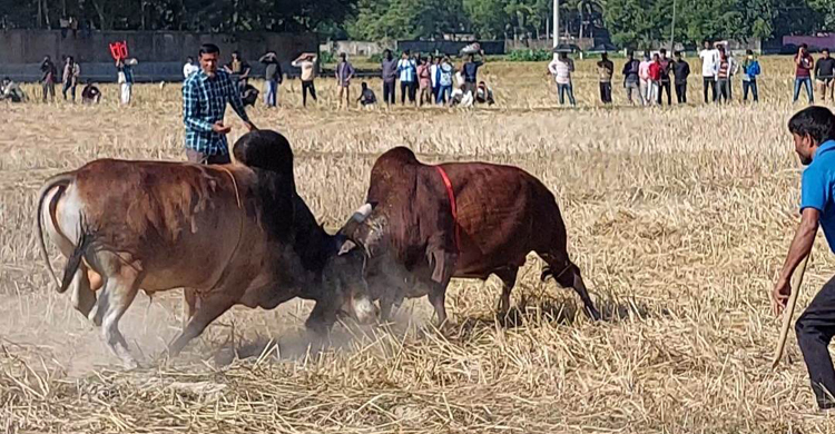 মৌলভীবাজারে ষাঁড়ের লড়াই