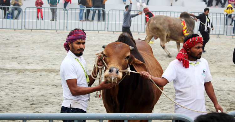 র‌্যাম্পে হাঁটলো গরু-ছাগল