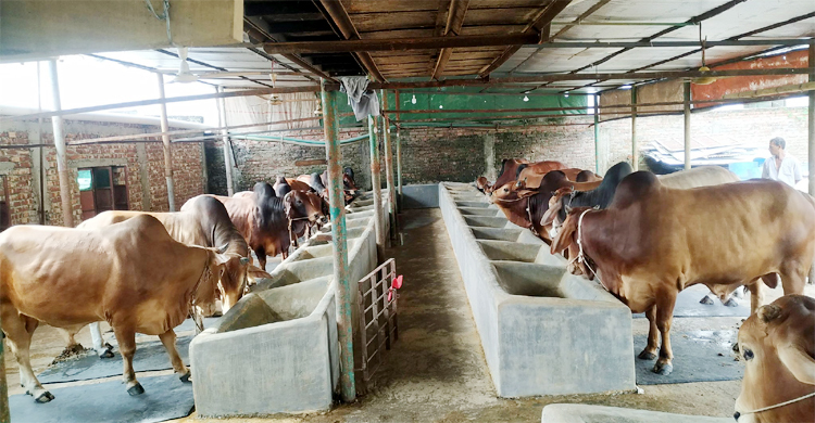 ব্রাহ্মণবাড়িয়ায় ১ লাখ গরু প্রস্তুত, বিক্রি নিয়ে উদ্বিগ্ন খামারিরা