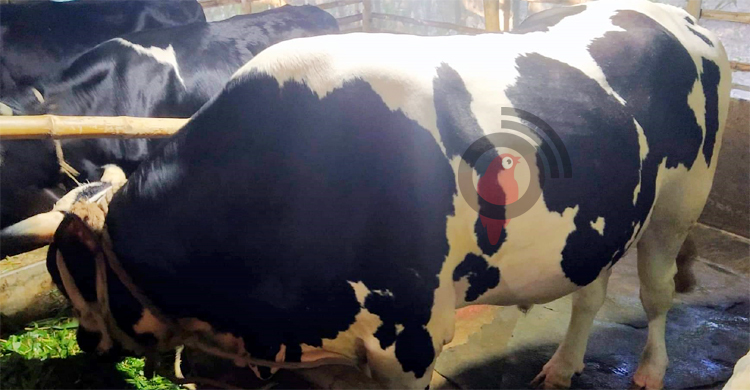 ১৫ লাখে বিক্রি হবে শান্ত স্বভাবের ‘ধলাবাবু’