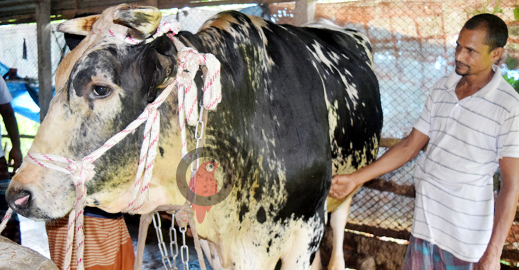 ২৫ মণের ‘বিষু’ বিক্রি হবে ৭ লাখে