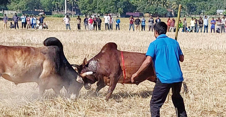 মৌলভীবাজারে ষাঁড়ের লড়াই