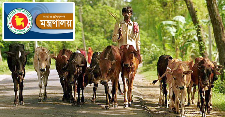 সীমান্তপথে গবাদি পশুর অবৈধ প্রবেশ বন্ধে কঠোর সরকার