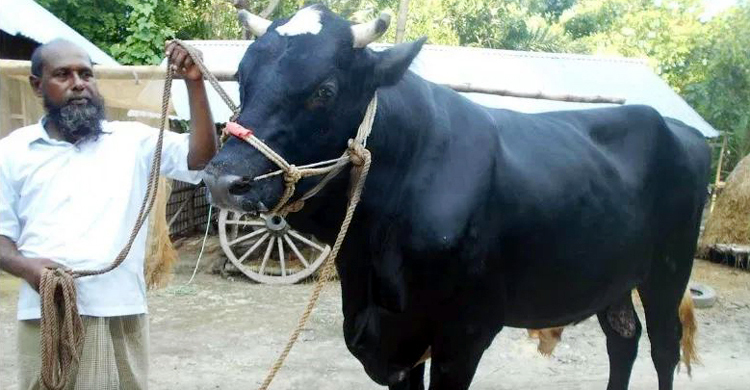 কালো পাহাড়ের দাম ১০ লাখ টাকা