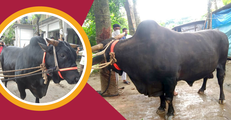 দিনে এক মণ খাবার খায় ৩৬ মণের ‘ব্ল্যাক ডায়মন্ড’