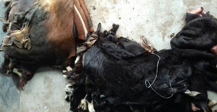 ছাগলের চামড়া ১০, গরুর ৫০ টাকাও নিতে চায় না