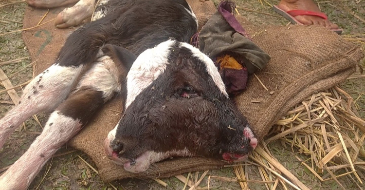 এক বাছুরের দুই মাথা ও চার চোখ