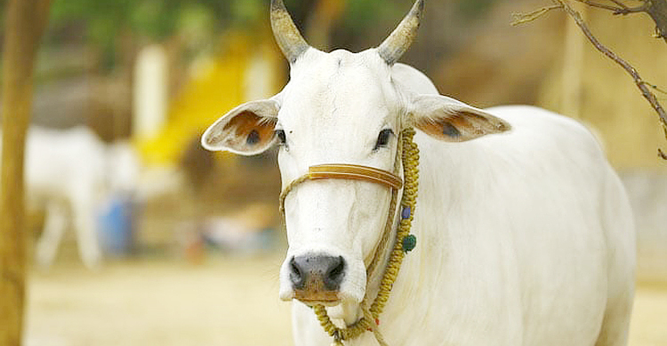 ভারতে পরীক্ষার সিলেবাসেও ‘গরুর দুধে সোনা, গোবর তেজস্ক্রিয়তারোধী’