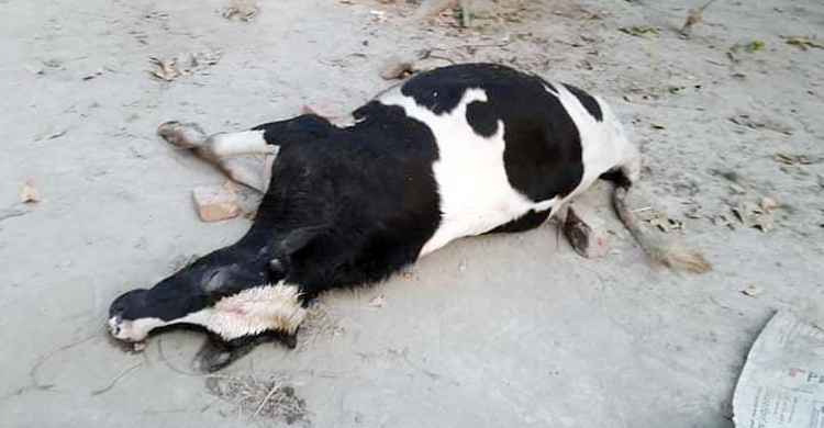 সাতক্ষীরায় ক্ষুরা রোগে ১৬ গরুর মৃত্যু
