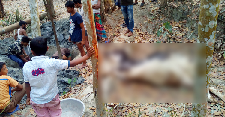 ‘মাত্রাতিরিক্ত ফিড খাইয়ে’ মোটাতাজাকরণ, স্ট্রোকে মারা যাচ্ছে গরু