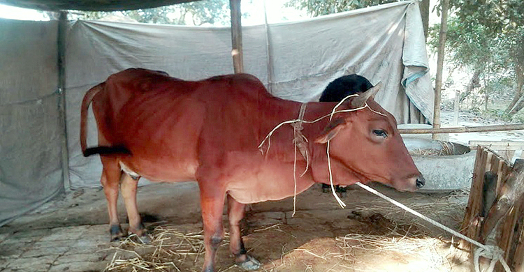 দিশেহারা কৃষক, ধুকে মরছে প্রাণিসম্পদ অধিদফতর