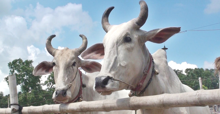 ৩২ গরু ৪৭ দিন রাখার খরচ প্রায় ৭ লাখ টাকা