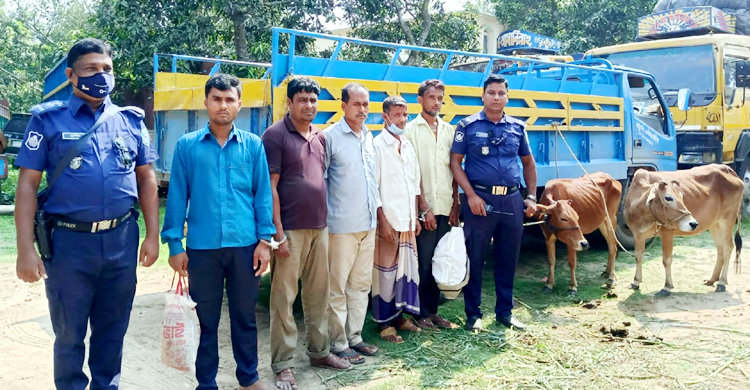 গোবরের সূত্র ধরে পাঁচ গরুচোর আটক, গরু উদ্ধার