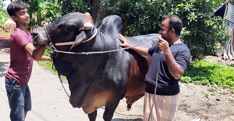৯ লাখ টাকায় কেনা যাবে ১৮ মণের ‘নবাব’