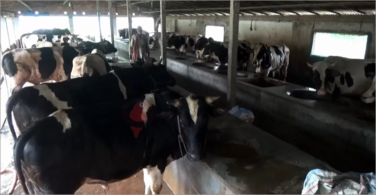 কোরবানির পশু বিক্রি নিয়ে দুশ্চিন্তায় মেহেরপুরের খামারিরা