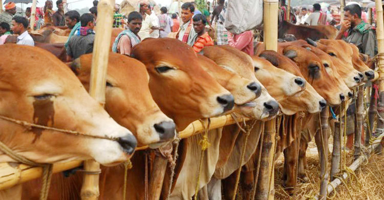 ঈদে ৯০ লাখ ৯৩ হাজার পশু কোরবানি