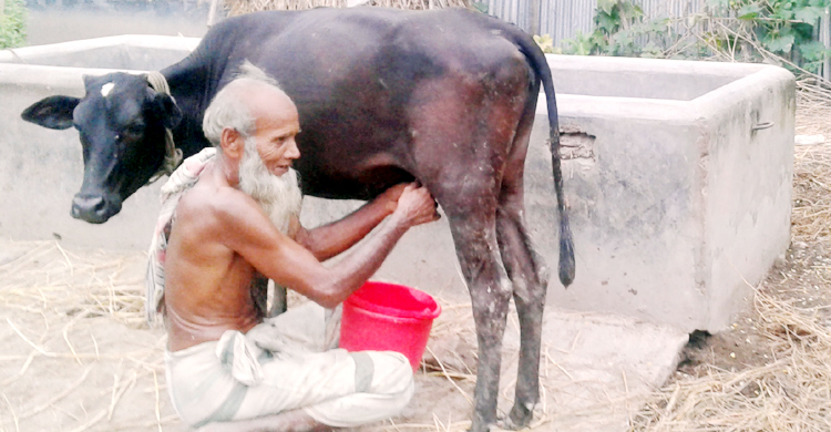 ১৪ মাসের বাছুর দিনে দুধ দিচ্ছে ১ লিটার