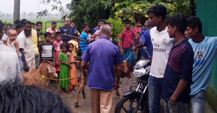 তেঁতুলিয়া সীমান্তে ভারতীয় ২৩ গরু উদ্ধার