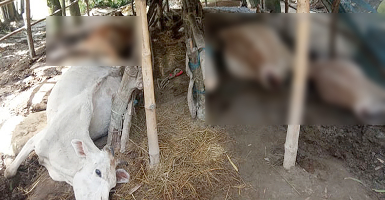 বজ্রপাতে মারা গেলো কৃষকের চার গরু
