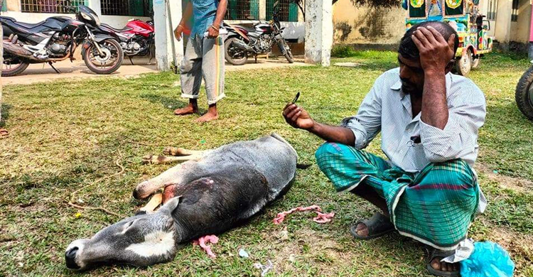 ভেতরে ব্লেড রেখেই অস্ত্রোপচার, গরু নিয়ে হাসপাতালে কৃষক