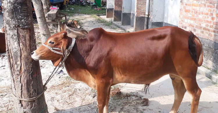 নবনির্বাচিত চেয়ারম্যানের গোয়ালঘর থেকে চোরাই গরু উদ্ধার