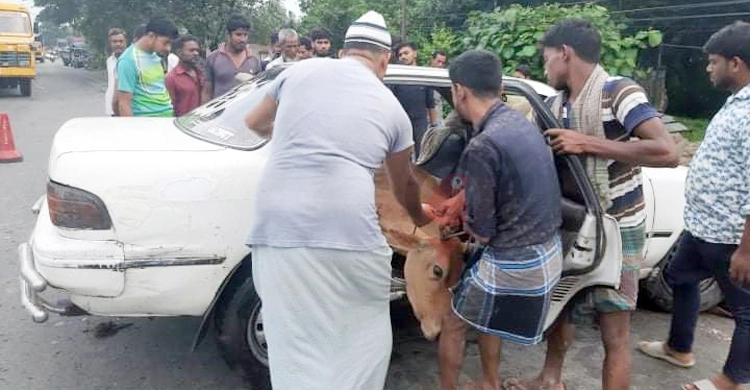 প্রাইভেটকারে মিললো ৩ চোরাই গরু