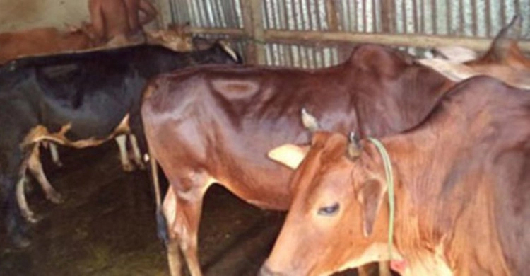 নাটোরে এক কৃষকের ছয় গরু চুরি