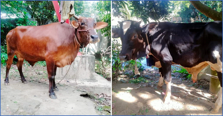 ৩ চোরাই গরুর মালিককে খুঁজছে পুলিশ