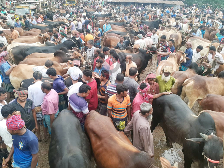 চুয়াডাঙ্গায় জমে উঠেছে কোরবানির পশুর হাট