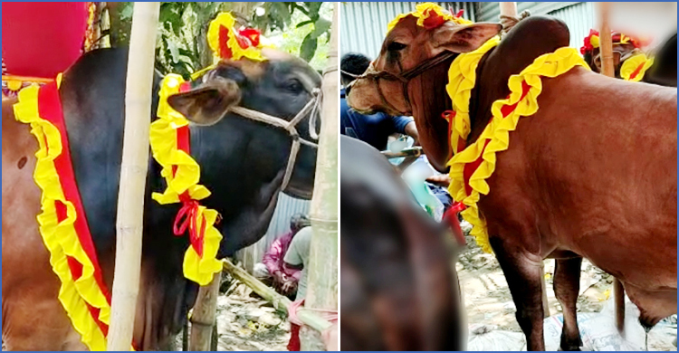 ব্রাহ্মণবাড়িয়ায় হাটে উঠেছে ‘শাকিব খান’ ও ‘জায়েদ খান’