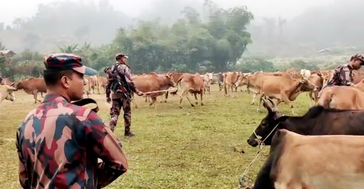 আলীকদমে ৮০ বার্মিজ গরু আটক