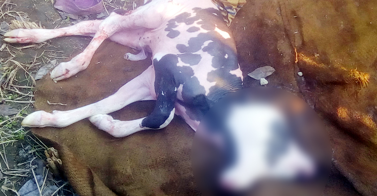 চার চোখ ও দুই মাথাবিশিষ্ট বাছুর