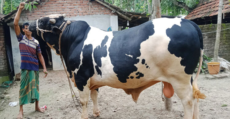 ৬ লাখ টাকায় বিক্রি হবে ২৮ মণের ‘টাইগার’