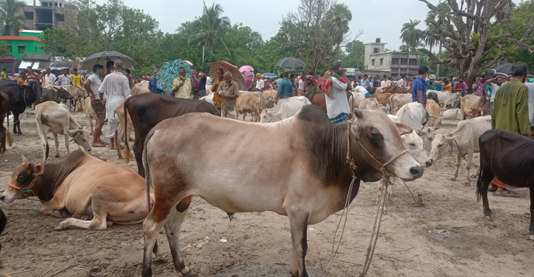 গরুর দাম খেয়েছে করোনা