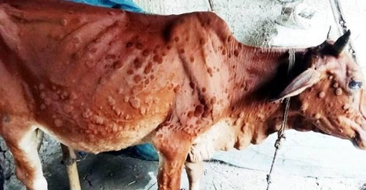 কুড়িগ্রামে ‘লাম্পি’ রোগে ১০ গরুর মৃত্যু, আতঙ্কে খামারিরা