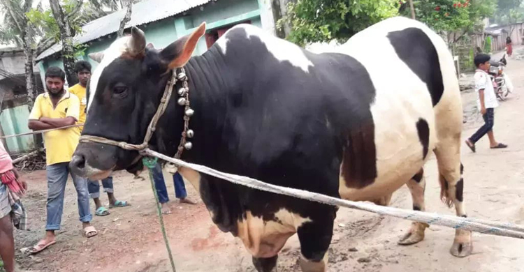 সাড়ে তিন লাখের গরু এখন আড়াই লাখ