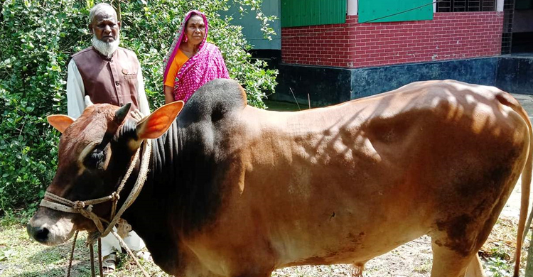 এবারও শেখ হাসিনার নামে গরু কোরবানি দেবেন তিনি