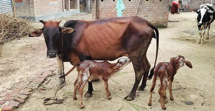 চুয়াডাঙ্গায় এক গাভির দুই বাছুর প্রসব