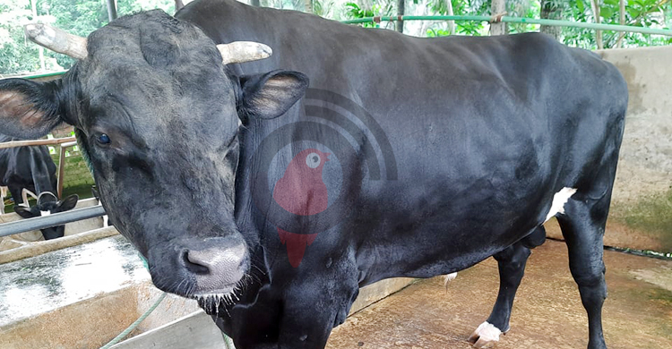 অনলাইনে ক্রেতা না পেয়ে দুশ্চিন্তায় ফেনীর খামারিরা