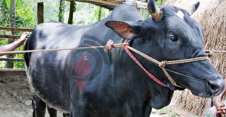 গাবতলী হাটে উঠবে ৪০ মণের ‘টাঙ্গাইলের বস’