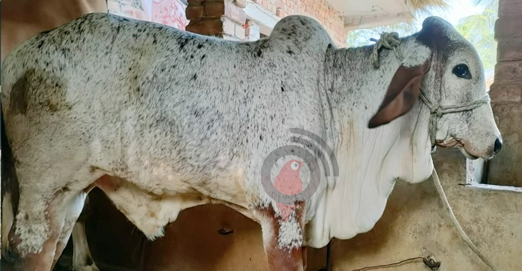 সাড়ে তিন মাসের বাছুর দুই লাখে বিক্রি